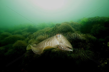 European common cuttlefish (Sepia officinalis) on bottom  Hossegor  France  Atlantic Ocean