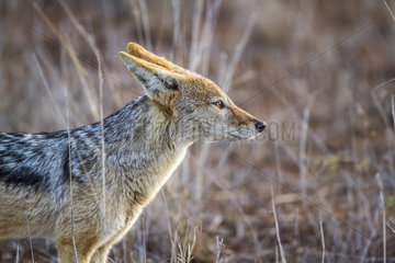 Portrait of Black-backed jackal (Canis mesomelas)  Kruger National Park  South Africa