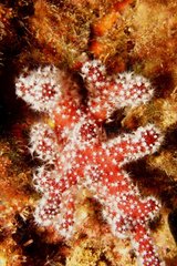 Sea Finger (Alcyonium palmatum)  Cerbere  Occitanie  France  Mediterranean sea