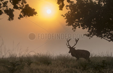 Stag Red Deer walking in a meadow in autumn - GB