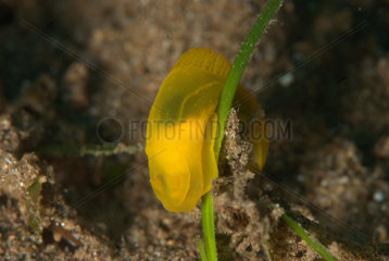Nudibranch Gymnodoris subflava - Negros Philippines