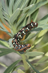 Spurge Hawk-moth (Hyles euphorbiae) caterpillar  Ardeche  France