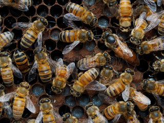 Honey bee (Apis mellifera) - Honeybee Queen laying on a comb with honeybees: A queen surrounded by her court who feeds and cleans her on the cells full of larvae and other pupa.
