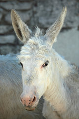 Portrait of White Donkey
