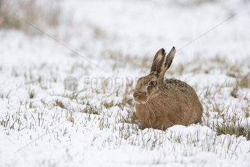 Brown Hare sitting in the snow in winter - GB
