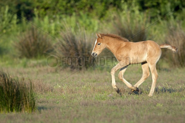 Wild Horse of Camargue (Equus caballus) foal running