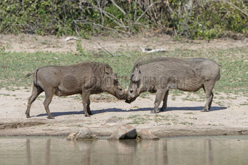 Warthog (Phacochoerus aethiopicus)  Encounter of two males Kruger NP  South Africa