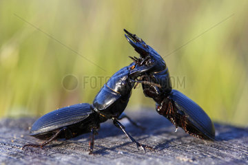Ground Beetle fighting - Spain