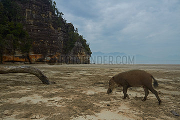 Bornean bearded pig (Sus barbatus) on the beach  Bako national park  Sarawak  Borneo  Malaysia