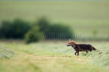 Red fox (Vulpes vulpes) joining its young with prey