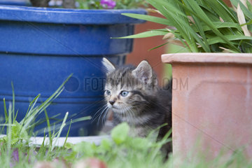 Northern tiger kitten hidden between flower pots  Alsace  France