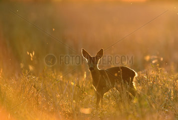 Fawn Roe Deer at dusk - Burgundy France