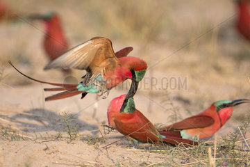 Carmine bee-eater (Merops nubicoides)  in flight  fighting between neighbours  breeding colony at the Sambezi river  Namibia