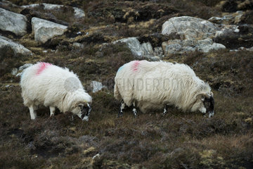 Black-faced sheep in moor - Harris Hebrides