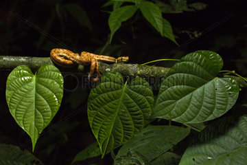 Eyelash viper (Bothriechis schlegelii) on a branch  Chocó colombiano  Ecuador