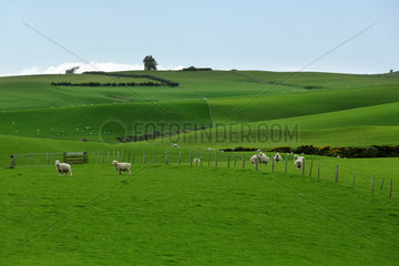 Sheeps grazing in meadow  South Island  New Zeland