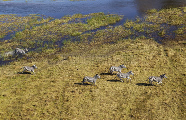 Burchell's Zebras running in marshes - Okavango Botswana