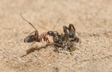 Rufous ant (Formica rufa) neutralizing a wolf-spider  Northern Vosges Regional Nature Park  France