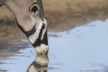 Gemsbok (Oryx gazella) drinking at the water point  Kgalagadi  South Africa