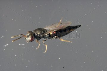 Parasitoid wasp (Pteromalus sp) emerging from Hollow-stemmed asphodel (Asphodelus fistulosus) capsules
