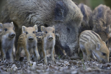 Wild boar (Sus scrofa) Sow and piglets underwood  La Bannie Park  Grand Est  France