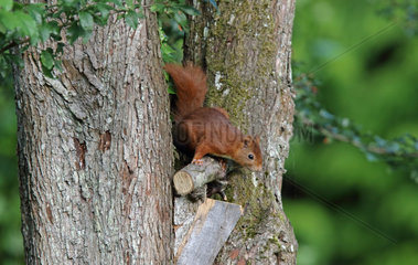 Red squirrel (Sciurus vulgaris) looking for a nut on a trunk  Normandy  France
