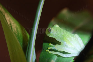 Glass frog on a leaf - Costa Rica