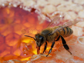 Honey bee (Apis mellifera) - At the adult age  the bees feed almost exclusively on honey and a bit of pollen. But to deprive it completely of pollen would reduce its life expectancy.
