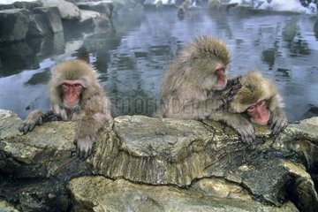 Japanische Makaken im warmen Frühling Honshu Japon
