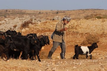 Shepherd und seine Libanonziegen