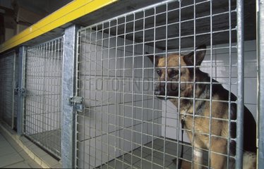 Deutscher Schäferhund verletzt in einem Käfig der Uhr verwundet