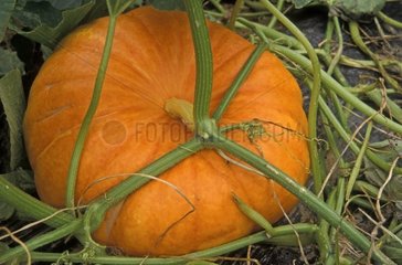 Pumpkin in the kitchen garden