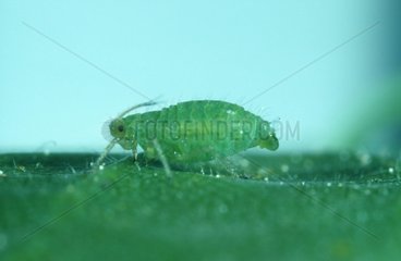 Aphid female giving birth on a leaf