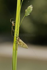 Young Mayfly predated by a spider France
