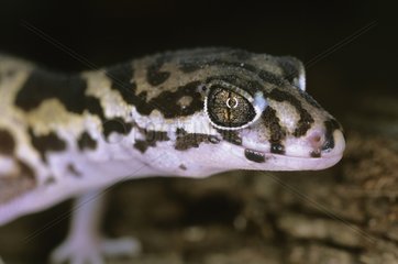 Porträt des zentralamerikanischen Banded Gecko Nicaragua