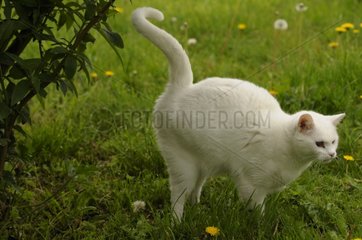 European male cat marking its territory France