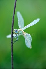 Dragonfly on a rod at dawn Touraine France