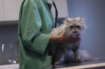 Veterinarian woman auscultating an angora cat France