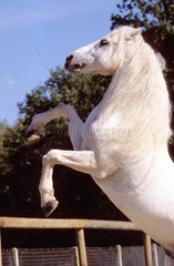 Grey Horse Iberian Origin wird Frankreich Cabrant Cabrant