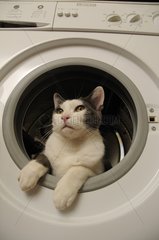 MÃ¤nnliche europÃ¤ische Katze in einer Waschmaschine Frankreich
