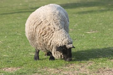 Mouton noir laineux broutant