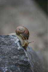 Snail on a rock Maracon Switzerland