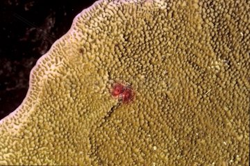 Hartes Korallen- und Spirograph -Wurm Sanganeb Red Sea Sudan