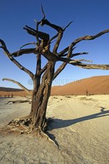 Dead tree drained Lake of Dead Vlei Sossusvlei Namibia