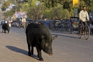 Domestic Wild Boar walking in a street Uttar Pradesh