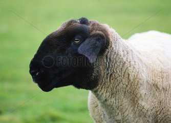 Portrait of Suffolk Sheep Island Harris Hebrides Scotland
