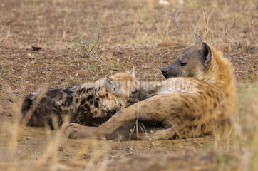 Spotted Hyena suckling its young - Kruger South Africa