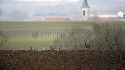 Roe deer (Capreolus capreolus)  Group resting in plowed land at the end of winter  Countryside Lorraine  France