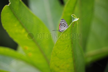 Eighty-eight Butterfly (Diaethria clymena) on a leaf  Trinidad  Trinidad and Tobago