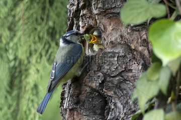 Blue Tit (Cyanistes caeruleus)  Adult with larva in nest feeding a chick in spring  Country garden  Lorraine  France